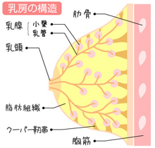 乳房の構造図